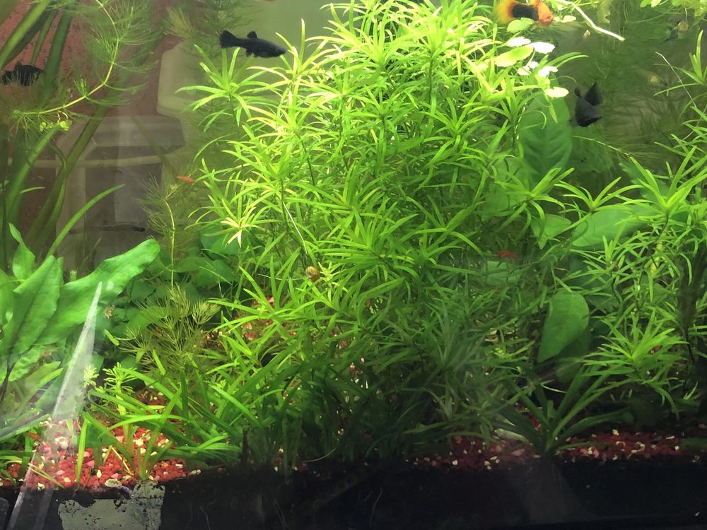 Diverses plantes purifiantes d aquarium 1 57360 Amn�ville