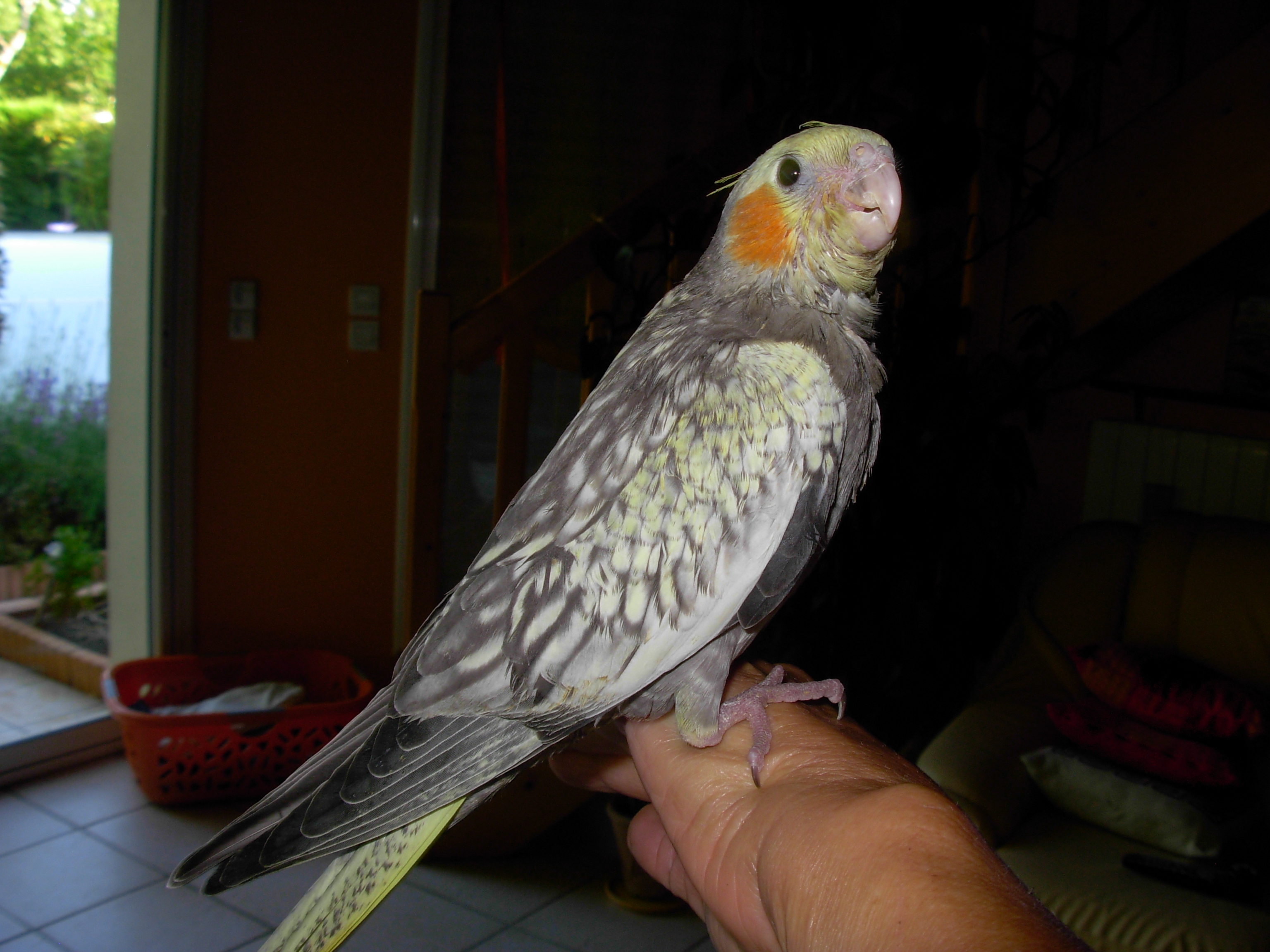 cede callopsittes EAM et sauvages 100 33740 Ar�s