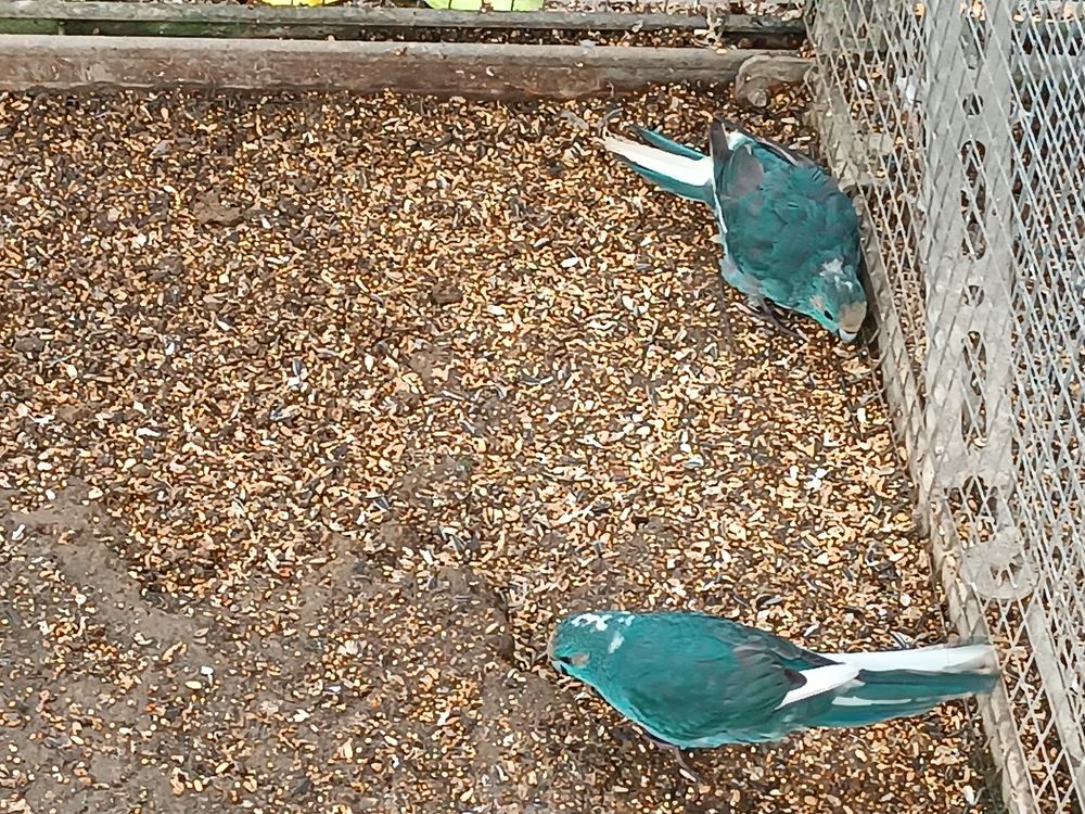 Perruche kakariki B24 et B25 45 53200 Ch�teau-gontier