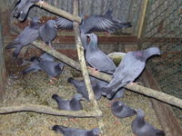 pigeon bleu de gascogne pur race 10 80170 Vrly