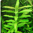 Hygrophila corymbasis
(plante d'aquarium d'eau douce) 1 69380 Les chres