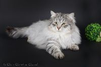 magnifiques chatons loof  sibériens à réserver 1800 06600 Antibes