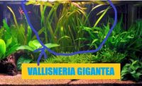Vallisneria Gigantea Plante Aquarium 2 37210 Rochecorbon