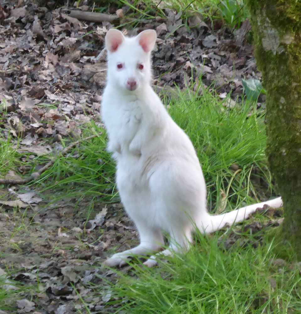 Jeune M&acirc;le Wallaby de Bennett Blanc
660 40250 Saint-aubin