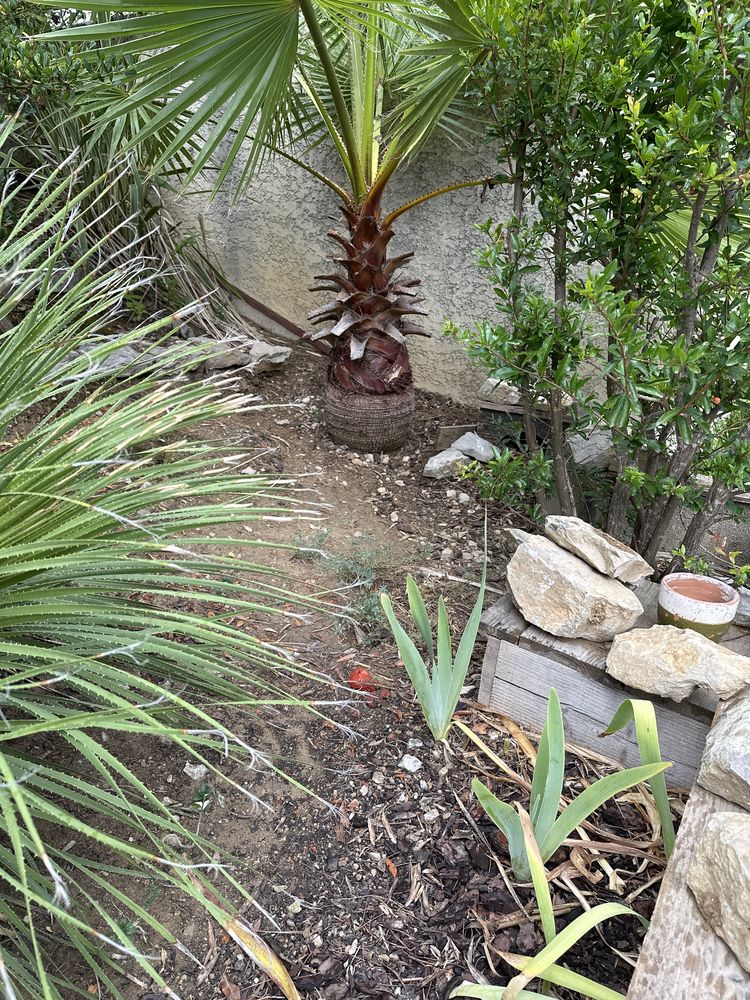 Accueille tortues de terre dans grand jardin 0 34160 Saint-bauzille-de-montmel