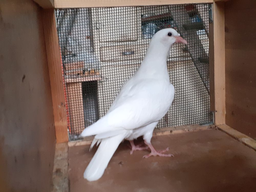 JEUNES PIGEONS TYPE VOYAGEUR 10 33130 B�gles