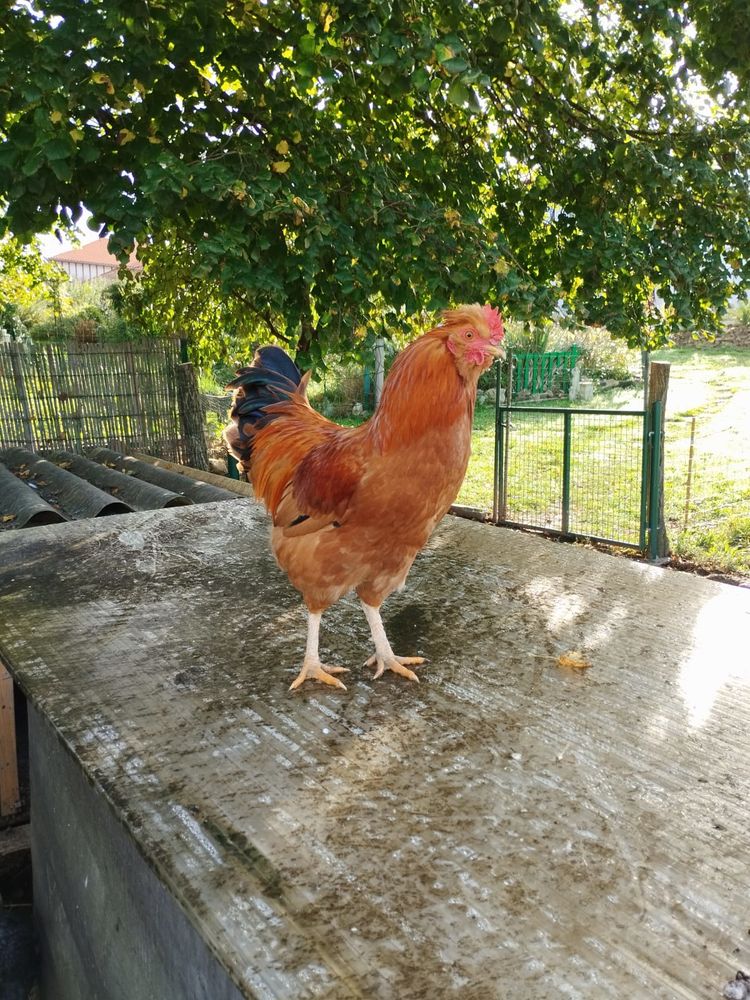 Jeunes coqs 10 64120 Masparraute