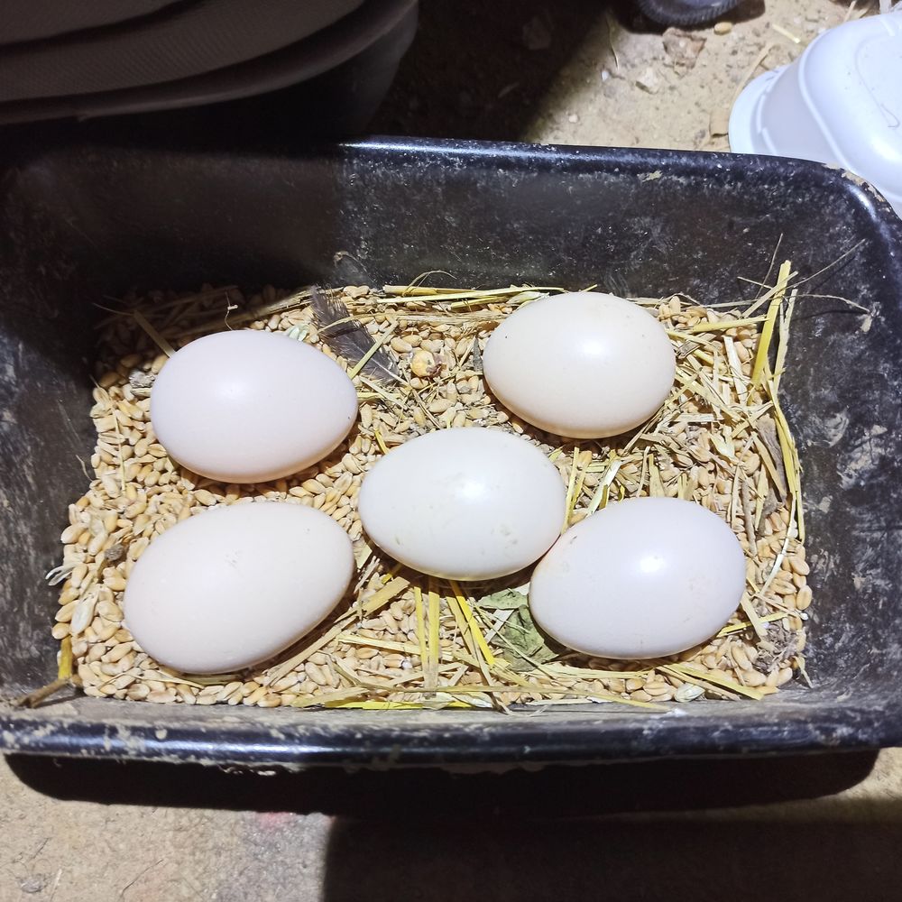 Oeufs f&eacute;cond&eacute;s coq espece Madagascar 10 91150 �tampes