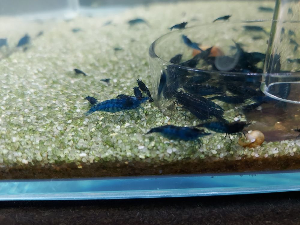 Crevettes bleues neocaridina blue velvet 2 91100 Corbeil-essonnes