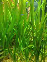 Vallisneria gigantea plante aquarium 1 91100 Corbeil-essonnes
