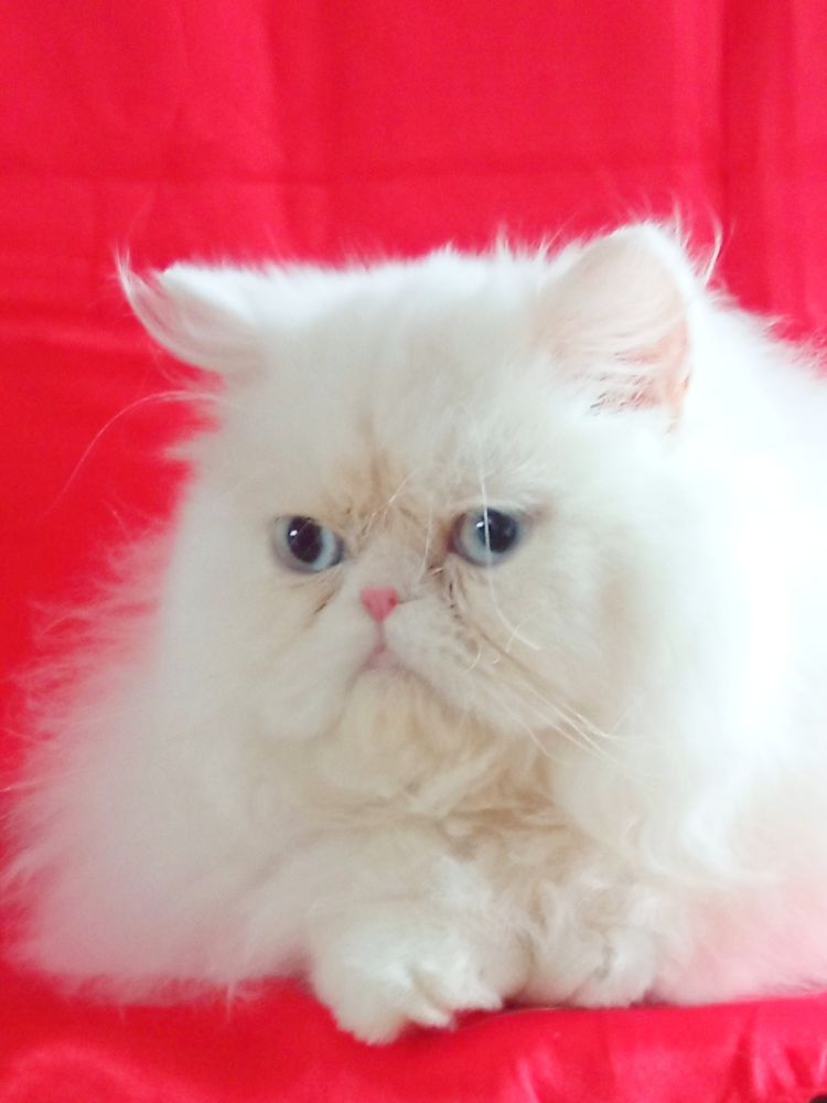 PERSAN LOOF 690 58300 Cossaye