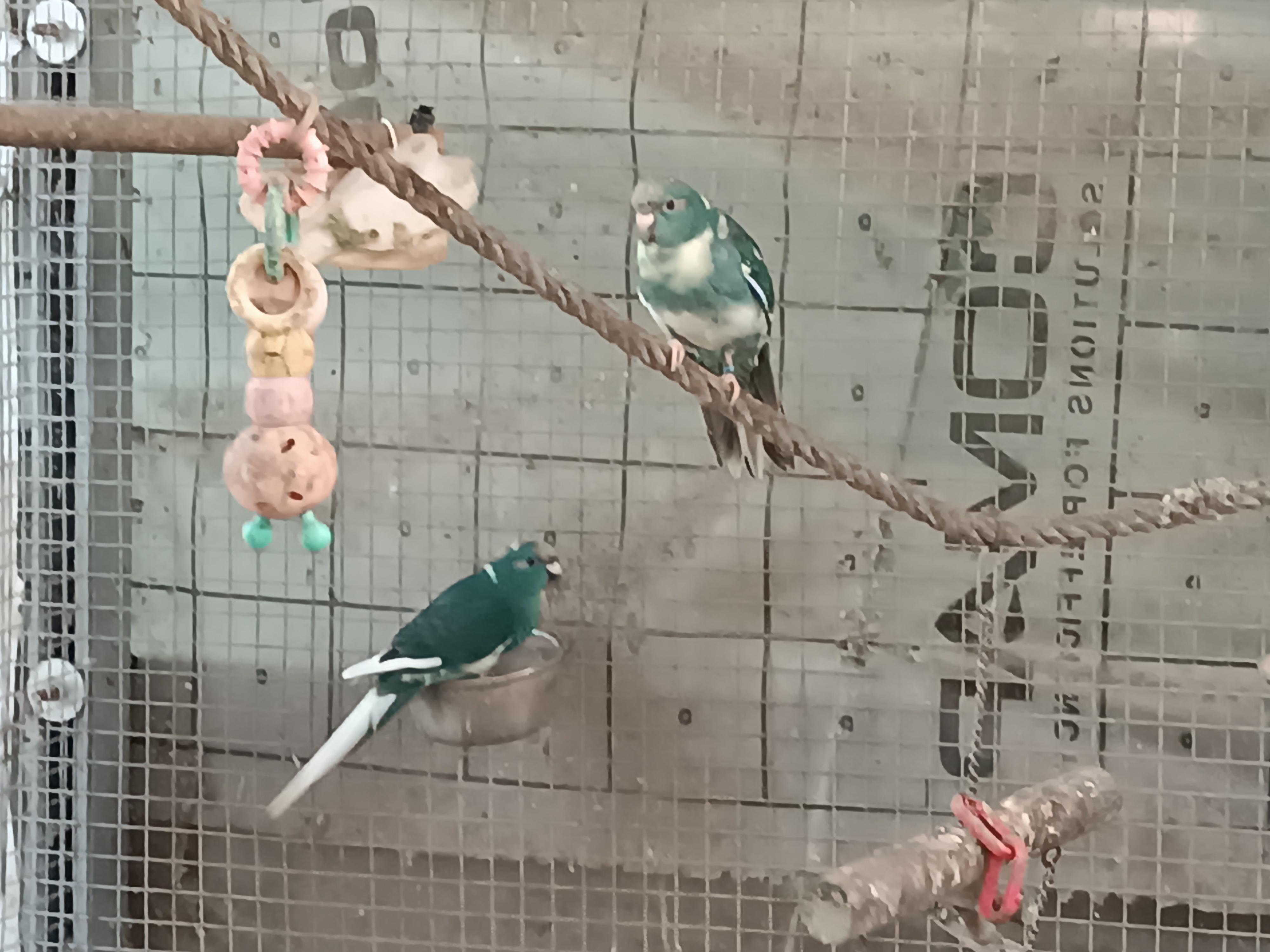 Grandes Perruches Kakariki B24 B25 45 53200 Ch�teau-gontier