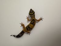 Geckos léopards juvénile 60 33270 Bouliac