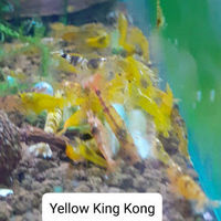 Crevettes d'aquarium Caridina yellow King Kong 3 11210 Port-la-nouvelle