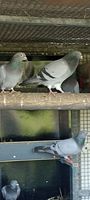 pigeons bleu barré 4 50700 Lieusaint