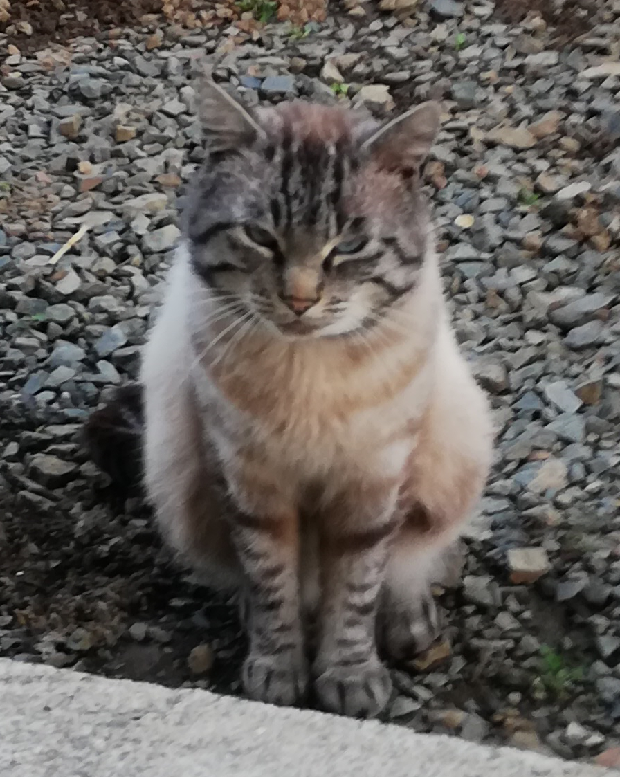 Perdu chat 0 22290 Tressignaux