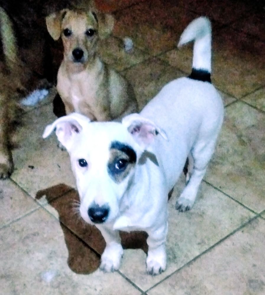  SPLENDIDES Chiots JACK RUSSEL 890 82000 Montauban