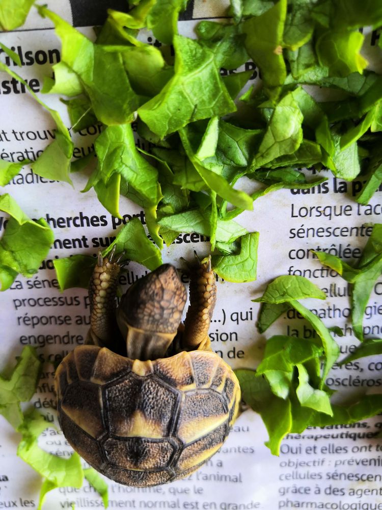 TORTUE DE TERRE 30 83270 Saint-cyr-sur-mer