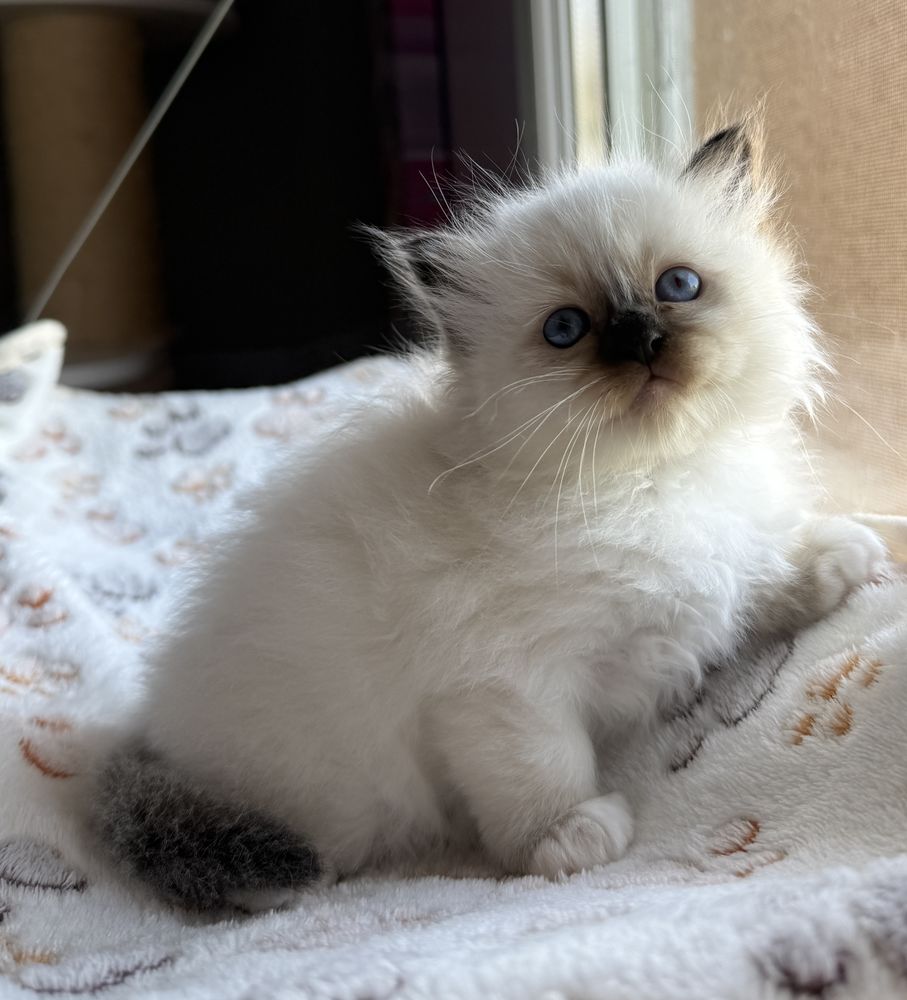 Adorables chatons sacr&eacute;s de Birmanie 1600 38510 Morestel