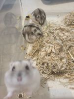 6 hamsters nain/russe, 3 mâles et 3 femelles, âgés de 6 mois 0 13011 Marseille