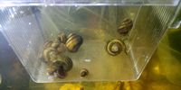 Asolène spixi escargots d'aquarium 20 69210 L'arbresle