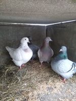 pigeons texans autosexables 10 21200 Montagny-ls-beaune