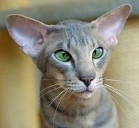 Cherche un chat mâle Oriental ou Peterbald 1 74160 Saint-julien-en-genevois