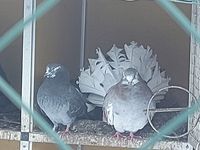 pigeons paon 10 51170 Fismes