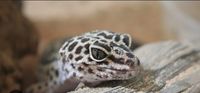 Gecko mâle de 2 ans et demi 70 29820 Guilers