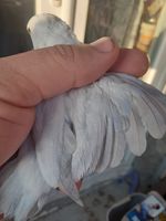 femelle touï céleste (forpus coelestis) 50 88150 Thaon-les-vosges