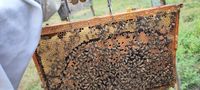 Essaim d'abeilles hiverné 150 33430 Bazas