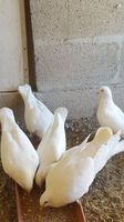 Pigeons HUBBELL 13 34400 Lunel