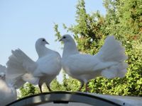 Pigeon blanc paon 15 83136 Noules