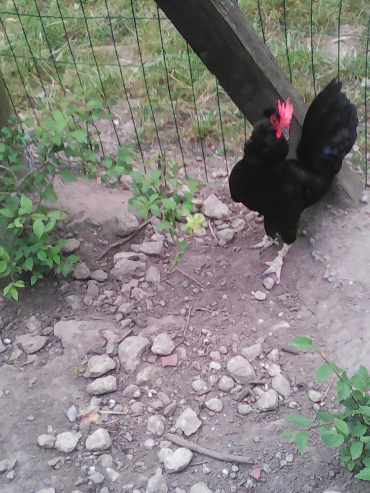 Ach&egrave;te 3 poules naines pour petit coq d&eacute;sesp&eacute;r&eacute; 0 49700 Louerre