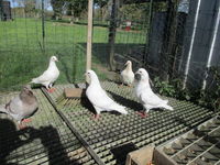 pigeon hubbel 180 60170 Dreslincourt