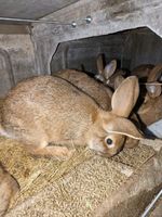 Jeune lapin de clapier 15 14290 Courtonne-les-deux-glises
