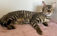 Chatons Toyger 800 31000 Toulouse