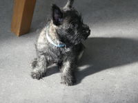 Chiots Cairn Terrier LOF 1000 74140 Machilly