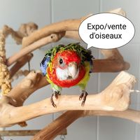 Expo d'oiseaux 0 29200 Brest
