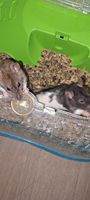 Donne 2 rats mâle et 1 rat femelle fières et soeurs couleur 0 70220 Fougerolles