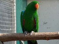 Oiseau perroquet éclectus male 850 29420 Plounan