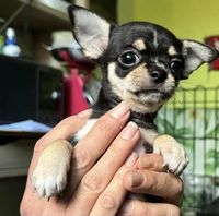 Chiots chihuahua poils courts et longs 1000 93330 Neuilly-sur-marne