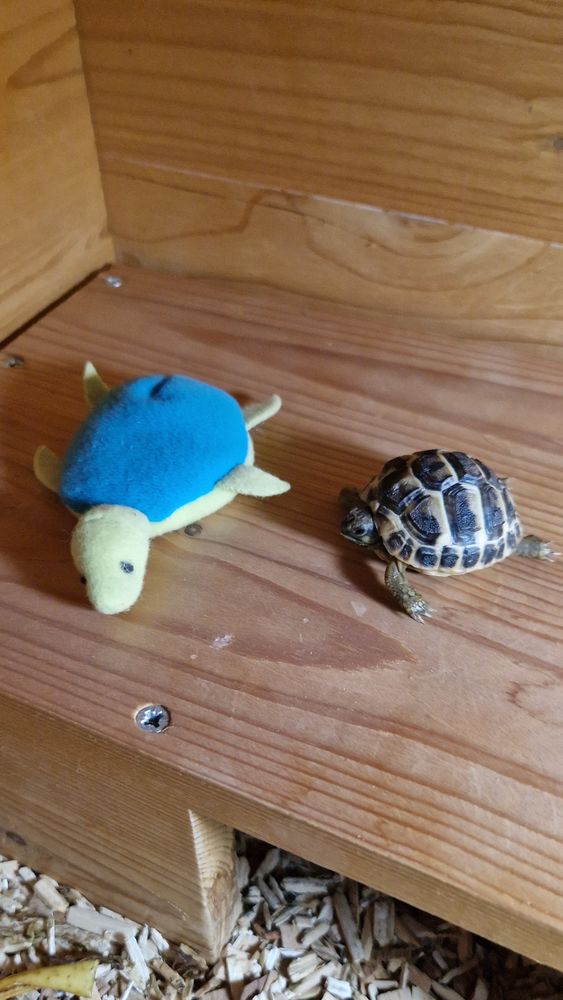 BB TORTUES 50 34570 Vailhauqu�s