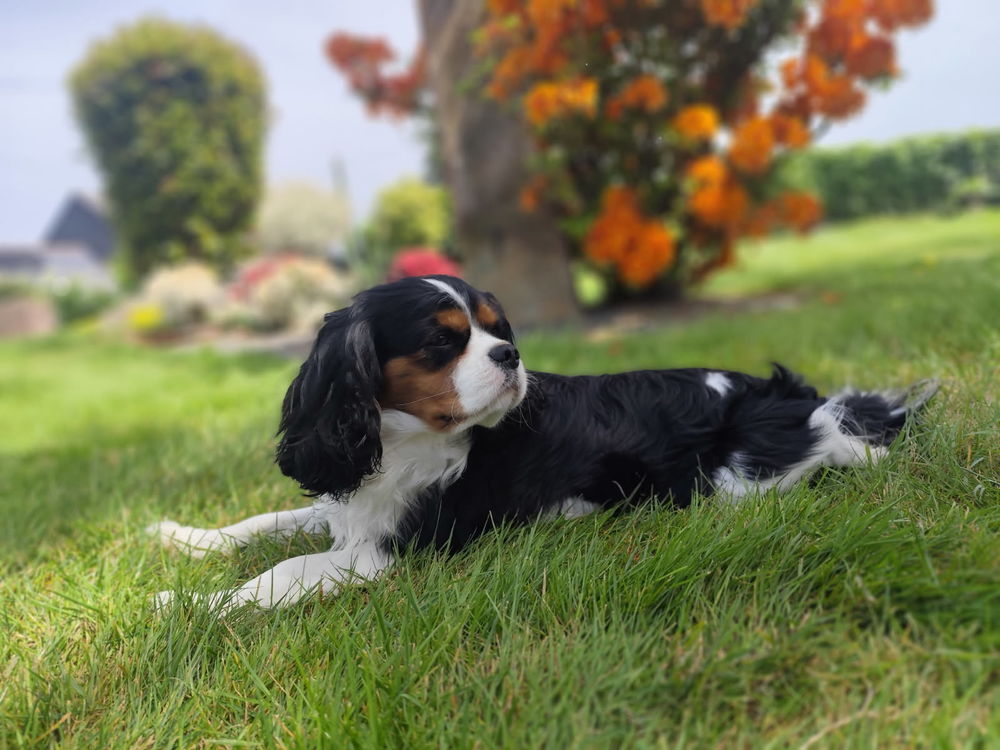 Saillie cavalier king Charles tricolore 350 35370 Mondevert