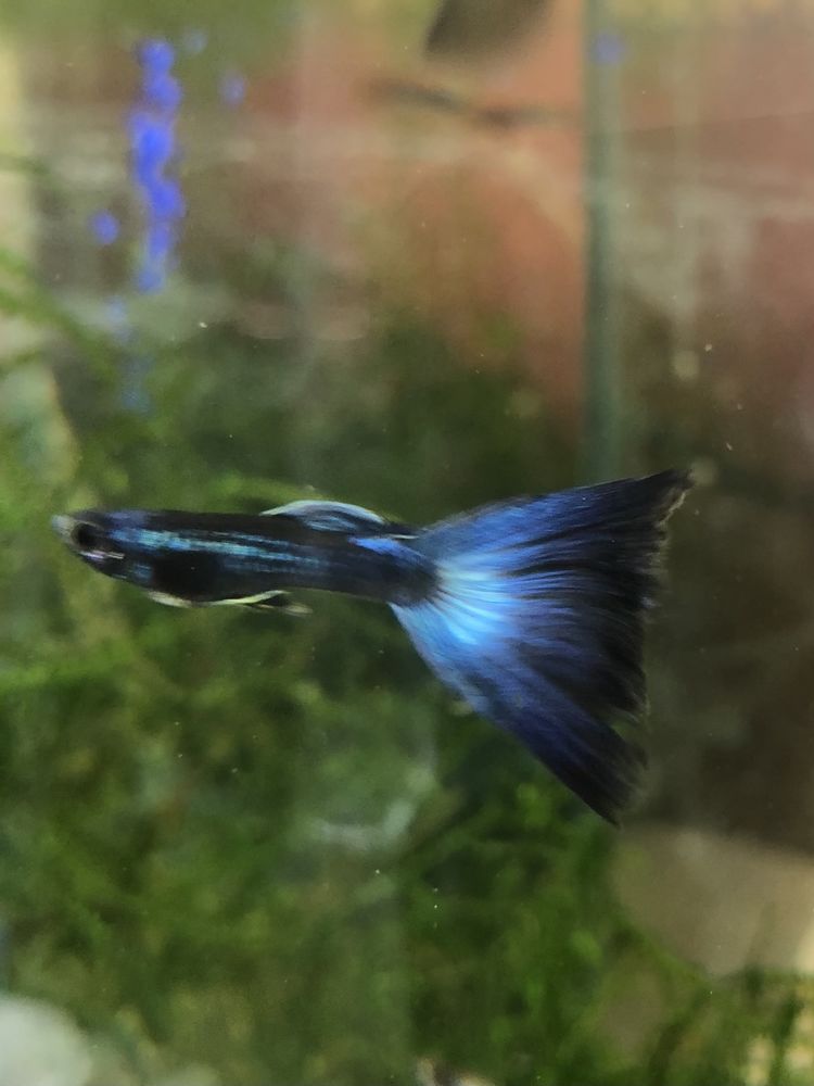 Superbes guppys crevettes plantes etc 2 57300 Mondelange