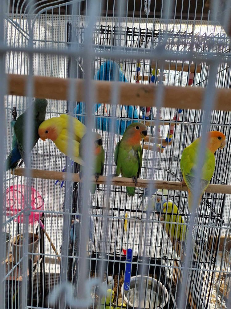 Jeunes ins&eacute;parables roseicolis 30 06330 Roquefort-les-pins