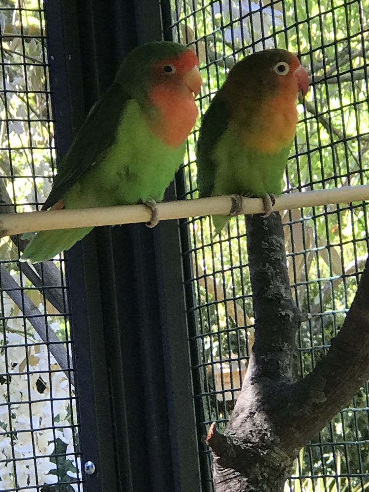 Couples d'Ins&eacute;parables &agrave; Venelles 60 13100 Aix-en-provence