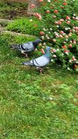 Pigeons voyageurs baguee avec carton de propriétaire 15 91600 Savigny-sur-orge