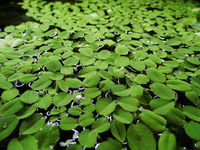 Salvinia natans plante flottante 3 56110 Gourin