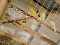 Canaries mal raza 30 43000 Le puy-en-velay